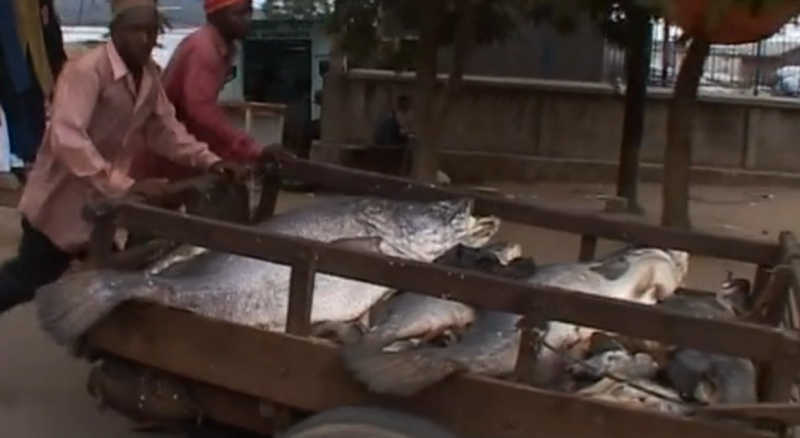 Figure 3 : la perche du Nil dans les rues de Mwanza (capture d’écran)