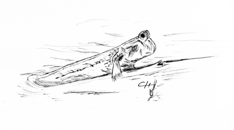 Figure 1 : Dessin au crayon, Périophtalme