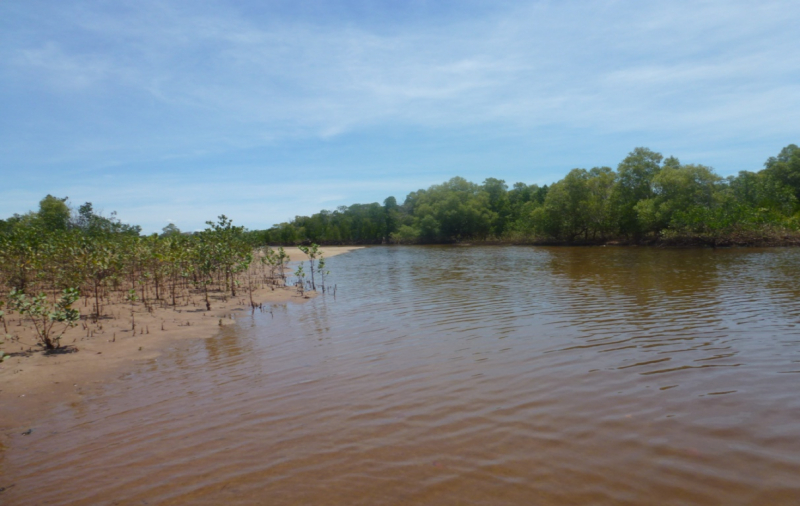 Figure 2 : Mangrove de Bako, presqu’île d’Antrema, côte nord-ouest de Madagascar, novembre 2012