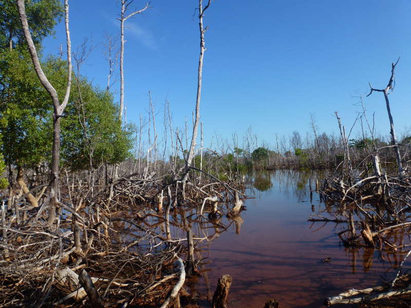 Figures 4 et 5 : Mort d’une mangrove (presqu’île d’Antrema, Nord-Ouest de Madagascar, octobre 2012)