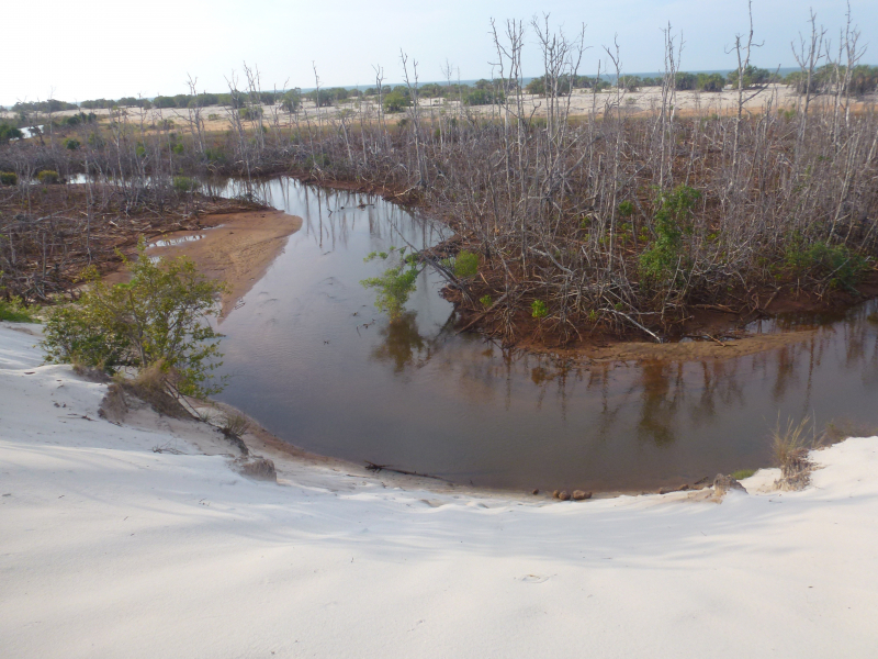 Figures 4 et 5 : Mort d’une mangrove (presqu’île d’Antrema, Nord-Ouest de Madagascar, octobre 2012)